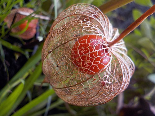 Alkekengi (Physalis alkekengi) fruit