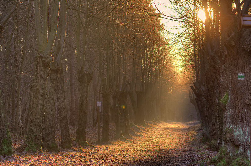 File:Allee Bismarckturm Jena (15364573534).jpg