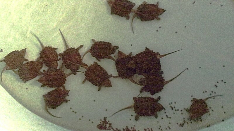 File:Alligator Snapping Turtle Hatchlings (5172799191).jpg