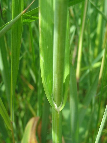 File:Allium scorodoprasum blatt.jpeg