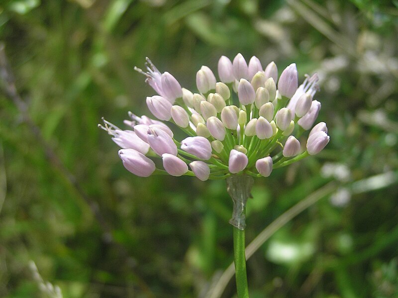 File:Allium senescens subsp. montanum.JPG