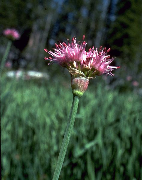 File:Allium validum flower.jpg