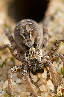 <i>Alopecosa</i> Genus of spiders
