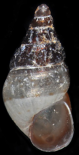 <i>Alvania electa</i> Species of gastropod