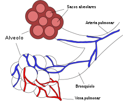 Alveolos pulmorares.svg