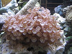 types of Corals in St. Brandon - Alveopora