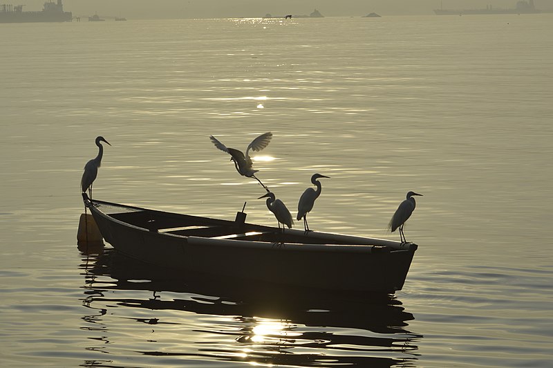 File:Amanhecer na Ilha do Governador - Rio de Janeiro. Garças pescando..JPG