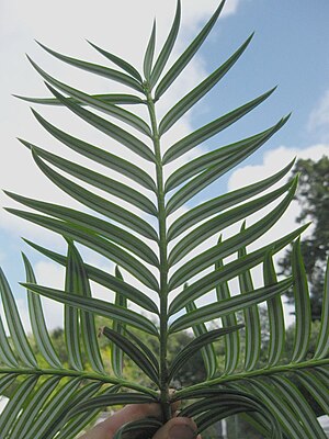 Amentotaxus formosana