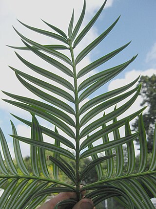 <i>Amentotaxus formosana</i> Species of conifer