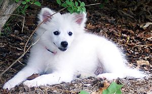 American Eskimo Puppy