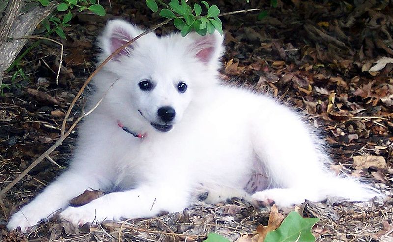 File:American Eskimo Dog (Puppy).jpg