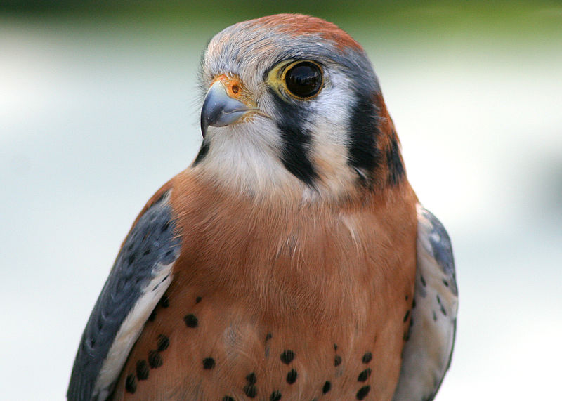 File:American kestral 2 nowak odfw (8510774264).jpg