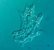 An amoeba is a single-celled eukaryote Amoeba (Amobe) 01.jpg
