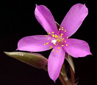 The flower of Anacampseros rufescens is typical of the genus Anacampseros rufescens1 ies.jpg