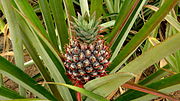 Pienoiskuva sivulle Ananas