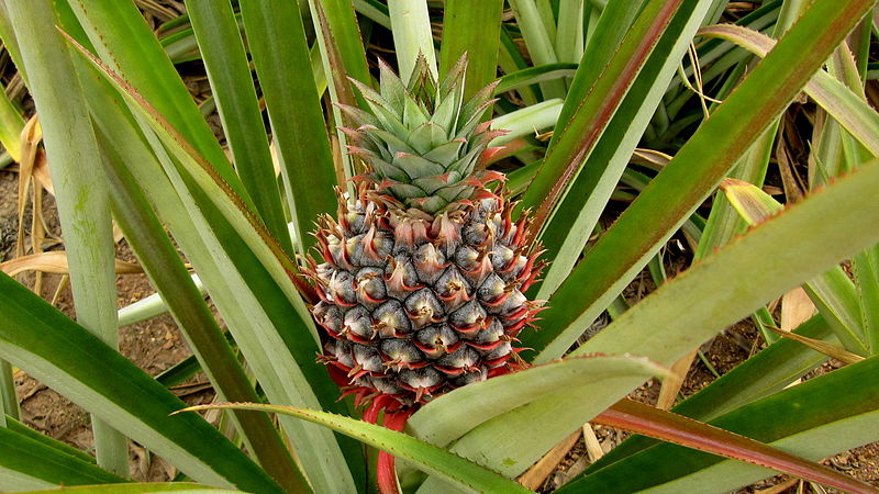 File:Ananas 02.JPG