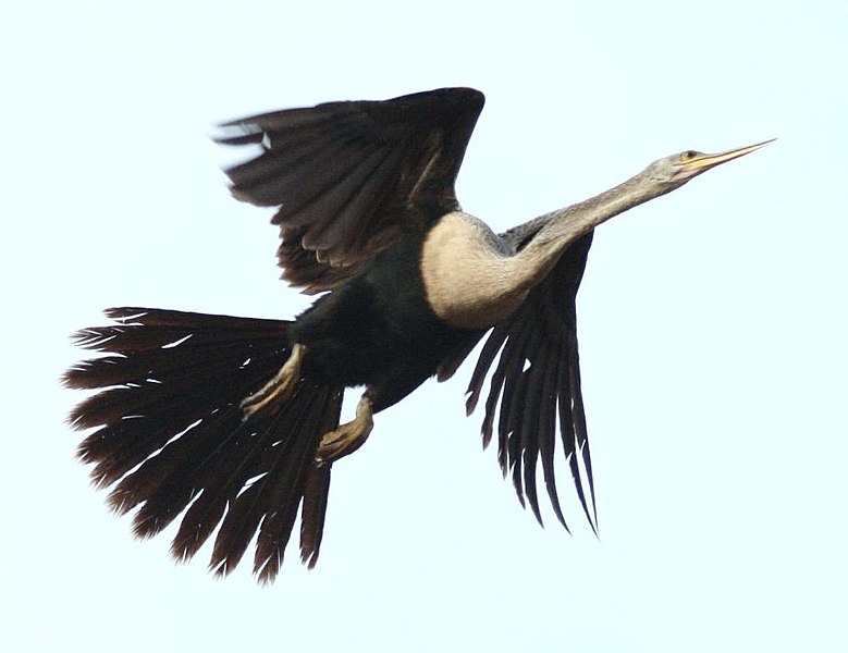 Payl:Anhinga-in-flight.jpg