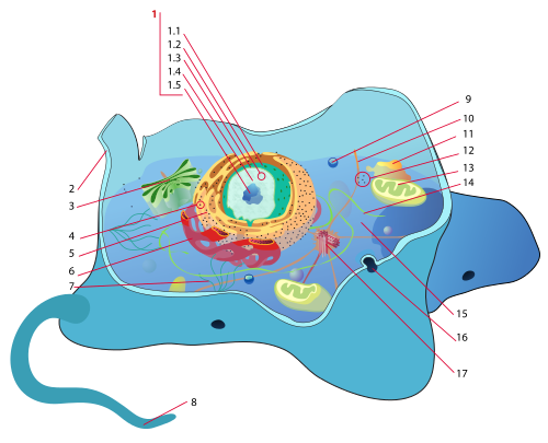 Animal cell structure numbered version.svg