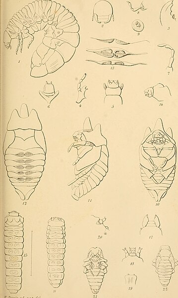 File:Annales de la Société entomologique de Belgique (1886) (17583148943).jpg