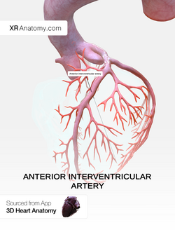 Anterior interventricular artery.png