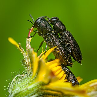 <i>Anthaxia quadripunctata</i> Species of beetle