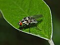 Thumbnail for Anthomyia quinquemaculata