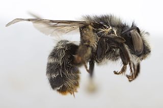 <i>Anthophora terminalis</i> Species of bee