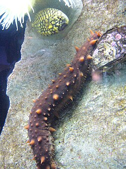 Apostichopus californicus.001 - Aquarium Finisterrae.jpg