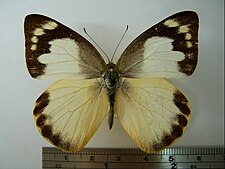 A. a. semperi female Appias albina semperi01.JPG