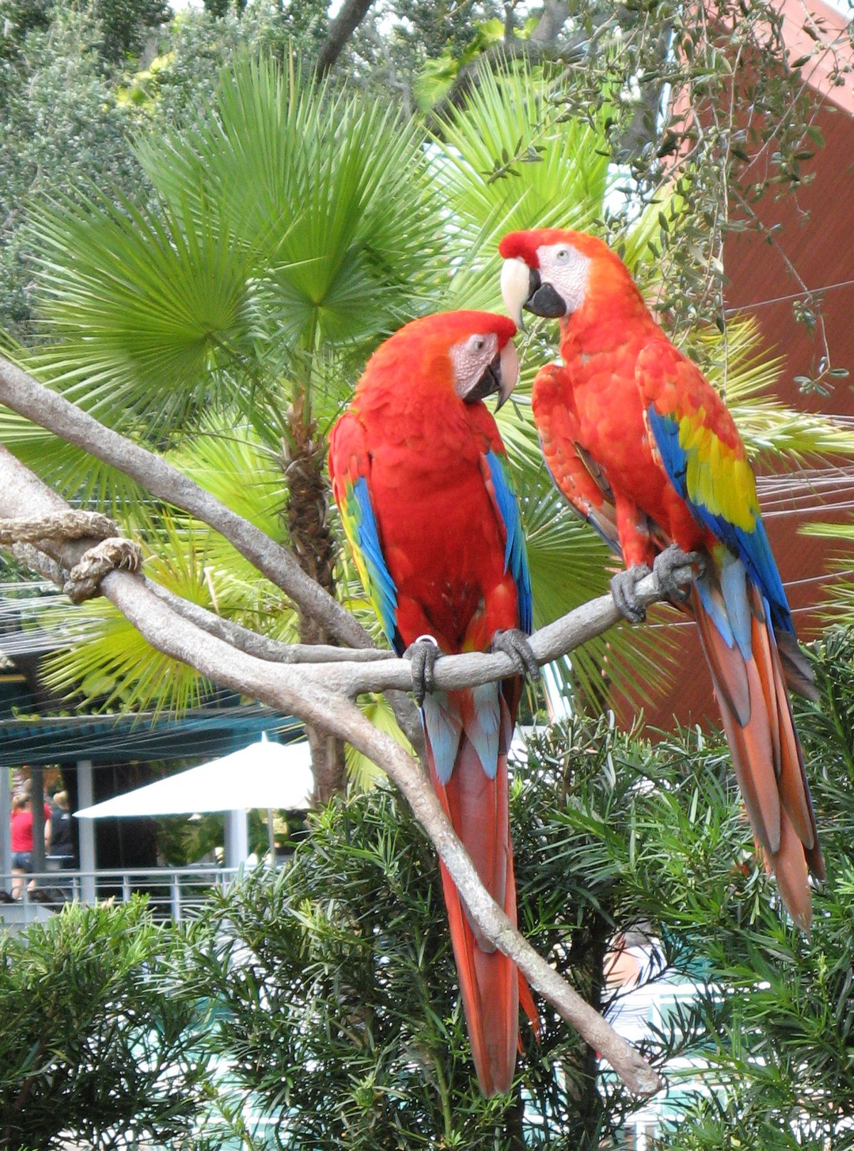 File Ara Macao Busch Gardens Tampa Florida Usa Two 8a Jpg