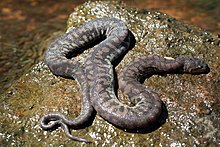 Arafura File Snake (Acrochordus arafurae) (8691264281).jpg