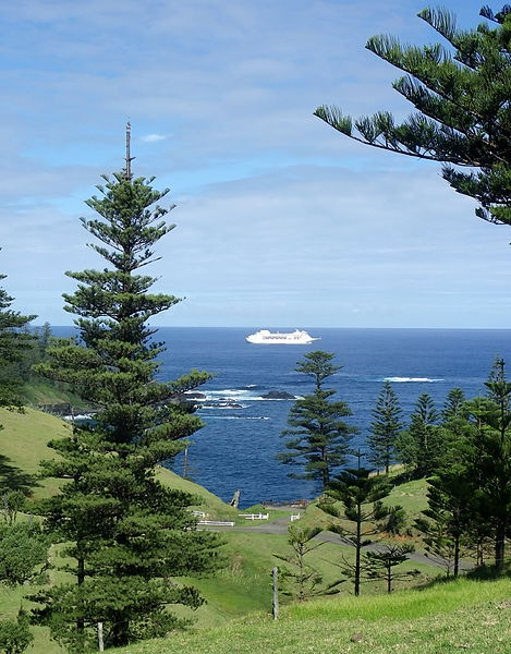 File:Araucaria heterophylla Norfolk Island 21.jpg