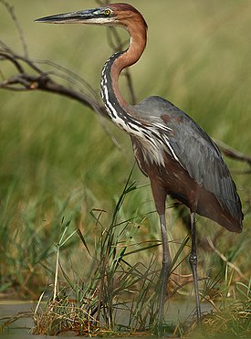 Ardea goliath -Lake Baringo, Kenya-8.jpg