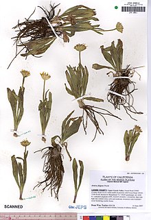 Jepson Herbarium specimen of Arnica fulgens, a vascular plant from California Arnica fulgens JEPS109911 (4498229837).jpg