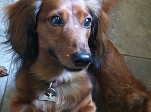 Dachshund