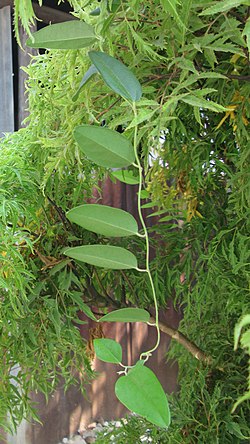 Arya - Tiliacora triandra on Polyscias fruticosa tree - Kukusan Timur 2019.jpg