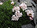 Asperula gussonii