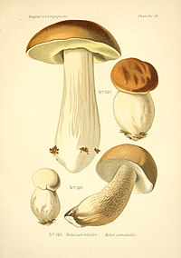 Atlas des champignons comestibles et vénéneux (Planche 55) BHL3270845.jpg