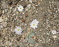 Gravel-ghost (A. platyphylla) flowers