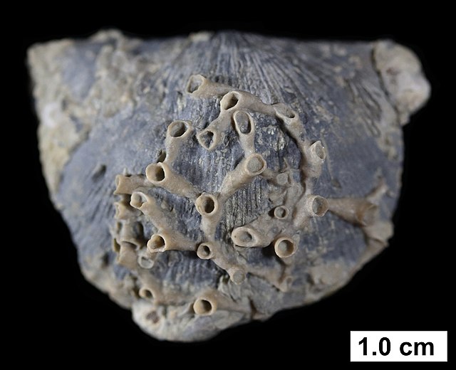 The tabulate coral Aulopora attached to the brachiopod Strophodonta, from the Middle Devonian of Wisconsin