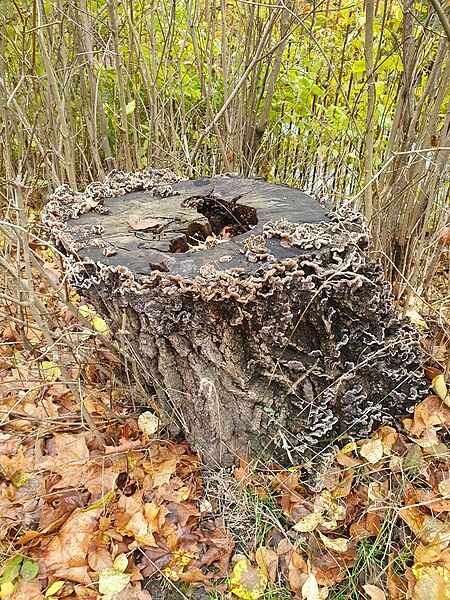 File:Auricularia mesenterica 101870381.jpg