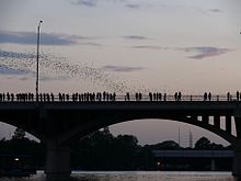 Görüntü, alacakaranlıkta Congress Avenue Köprüsü'nün altından uçan yüzlerce yarasayı gösteriyor.