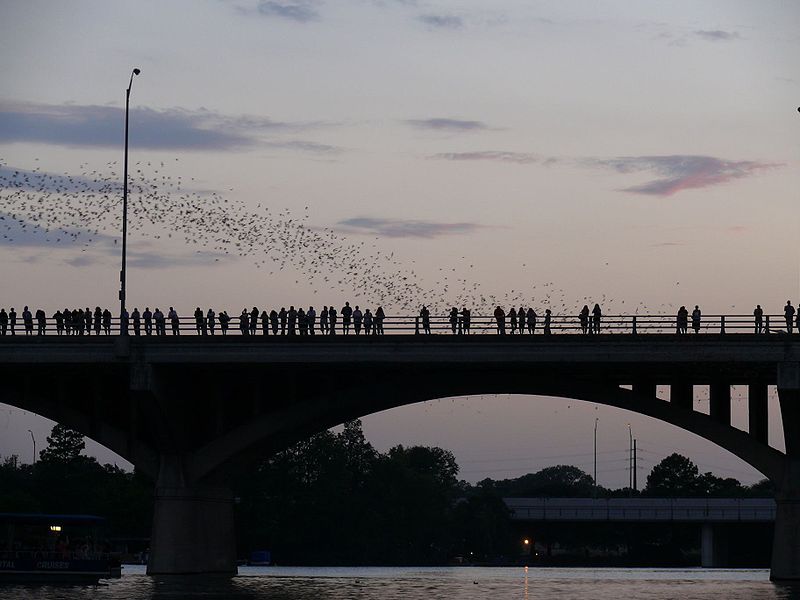 File:Austin - bats watching 3.jpg