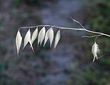 Avena fatua (Gramineae) Common wild oat