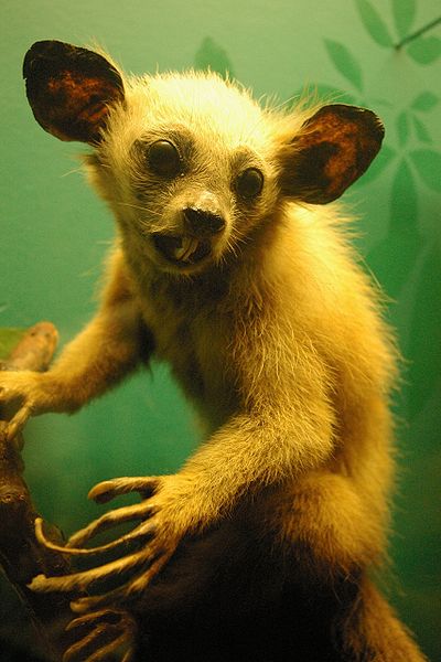 File:Aye-Aye in Chicago.jpg