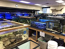 An academic aquarium at a university, using a variety of tank sizes and styles to care for different fish. BGSU Aquarium.jpg