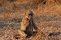 A baboon at noon in the Krugerpark