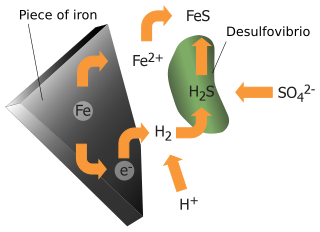 <span class="mw-page-title-main">Anaerobic corrosion</span>