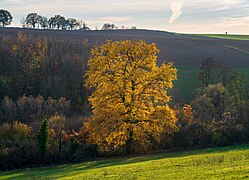 Bonfeld - Mühlberg - Eiche südlich vom Weg im November mit Gegenlicht