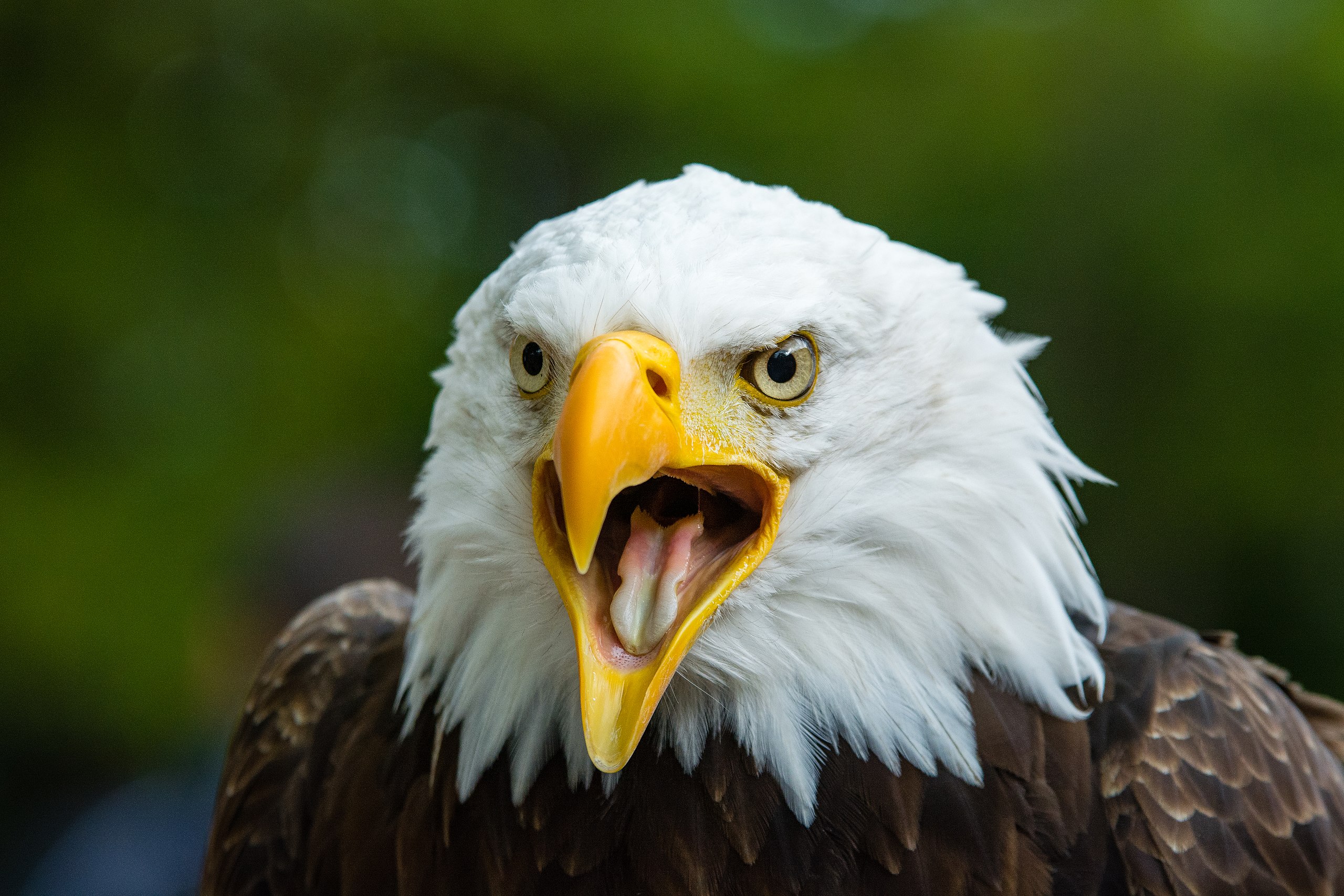 File:Bald eagle head closeup.jpg - Wikimedia Commons